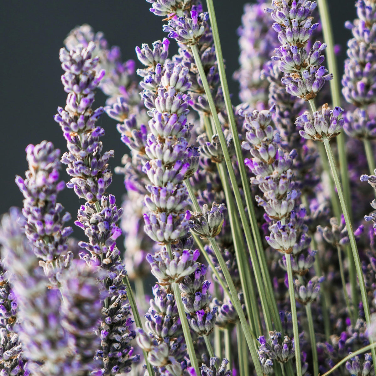 Lavender Foam Hand Soap Refill Bottle